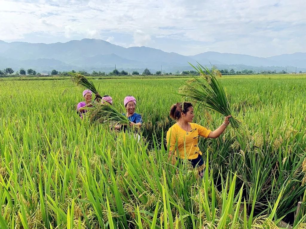 Dai people harvesting rice
